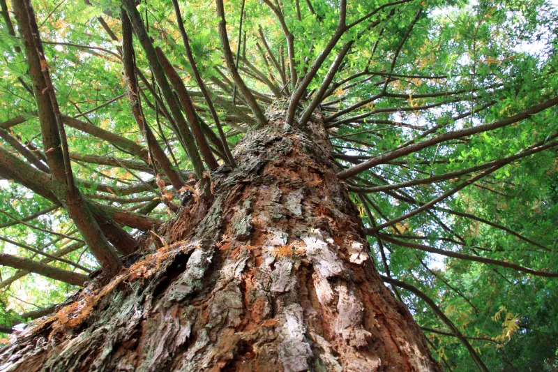 Grosser Baum (Foto: David Jufer) Grosser Baum (Foto: David Jufer)